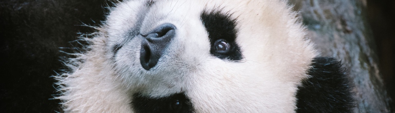 Close up of the face of a giant panda. 