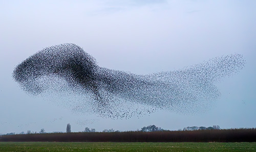 an image of starling murmurations