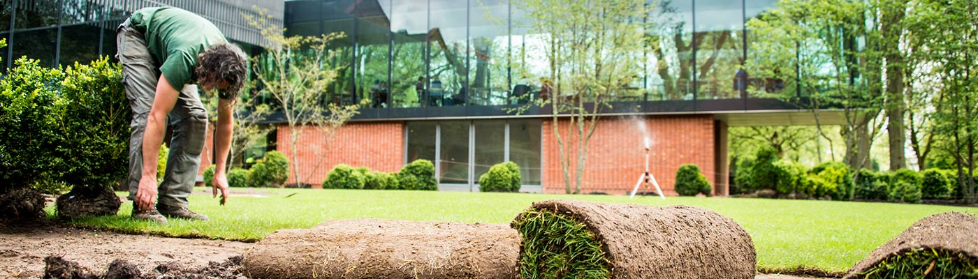 Man rolling turf in garden