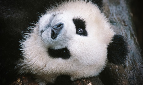 Close up of the face of a giant panda. 