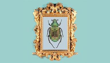 An insect in a frame