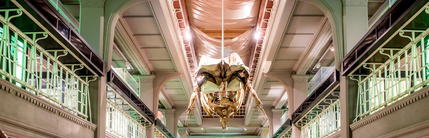 dinosaur skeleton hanging in museum